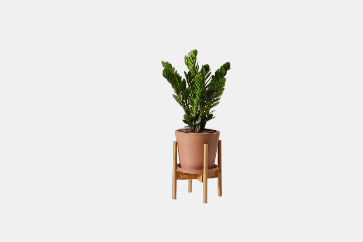 Bloomscape Wooden Plant Stand