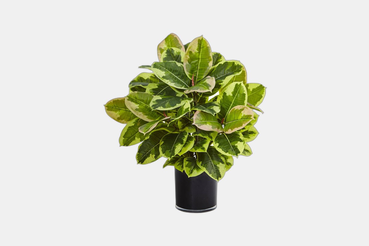 Nearly Natural Artificial Rubber Plant